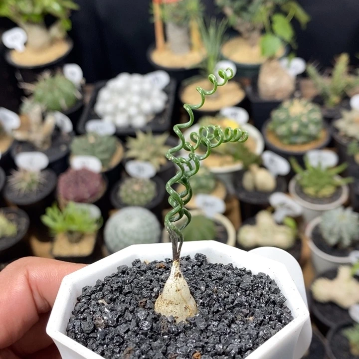 实生钢丝弹簧草320号1.4cm