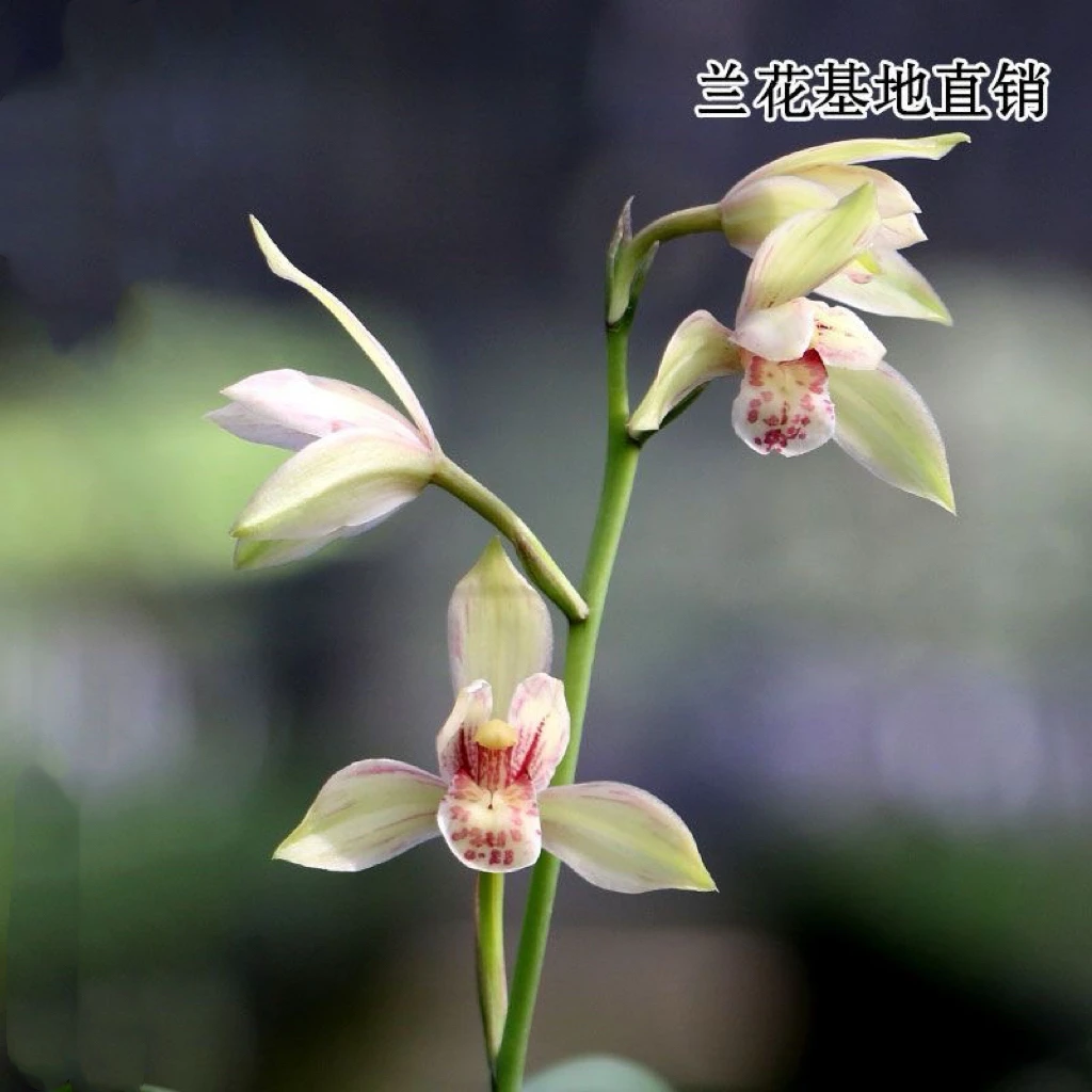 建兰【香王彩荷】浓香花卉带花浓香兰花苗 好养活 盆栽植物直发户外