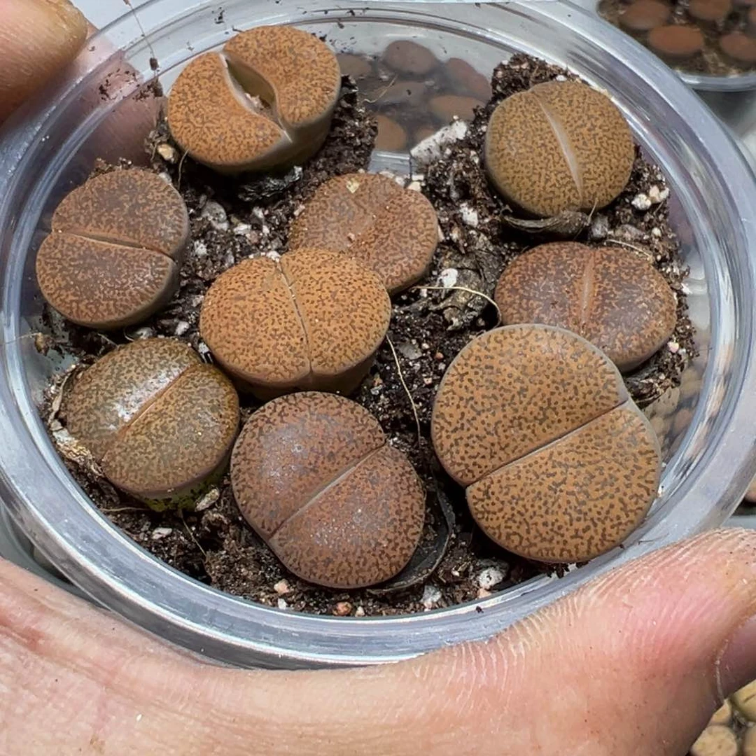 【闪购商品】 845。