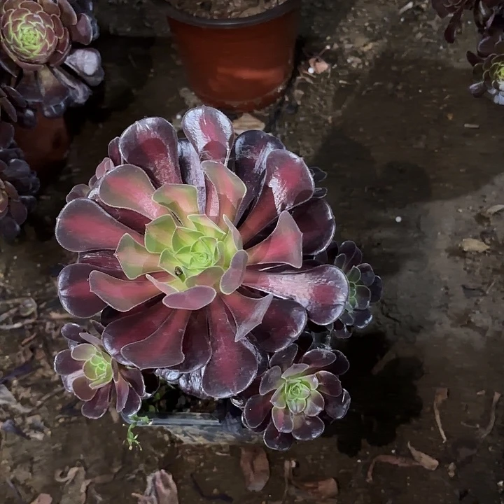梵*多肉植物法师花娜91