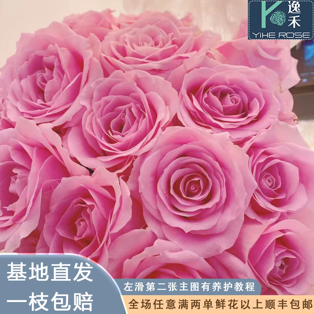 逸禾基地甜蜜雪山单头玫瑰鲜花基地直采直发顺丰包邮