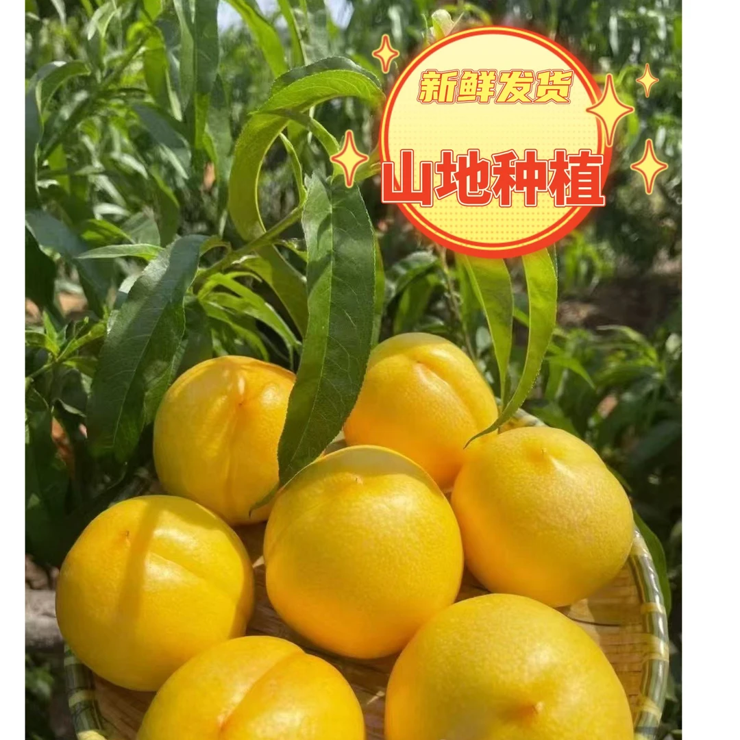 蒙阴沂蒙山山地蜜桃芒果桃表皮无毛现摘新鲜水果