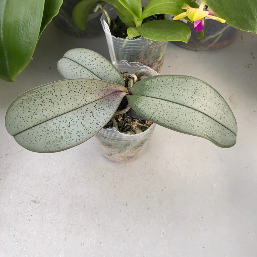 当前无花栽培后可以开花2.5超银西