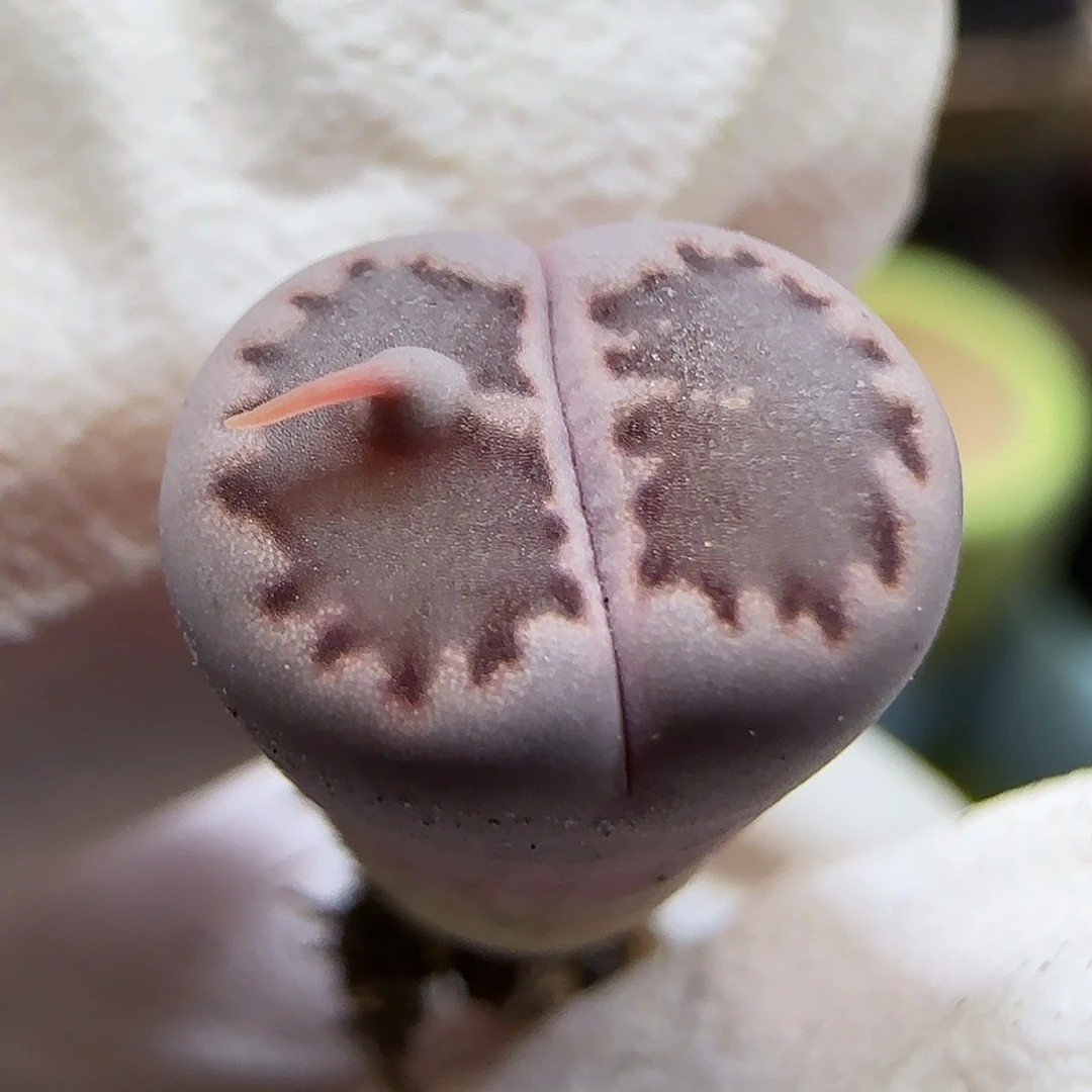 11.24.紫饼干.9032尺寸1cm