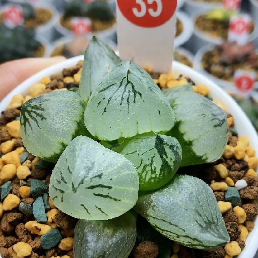 【闪购商品】杨贵妃35