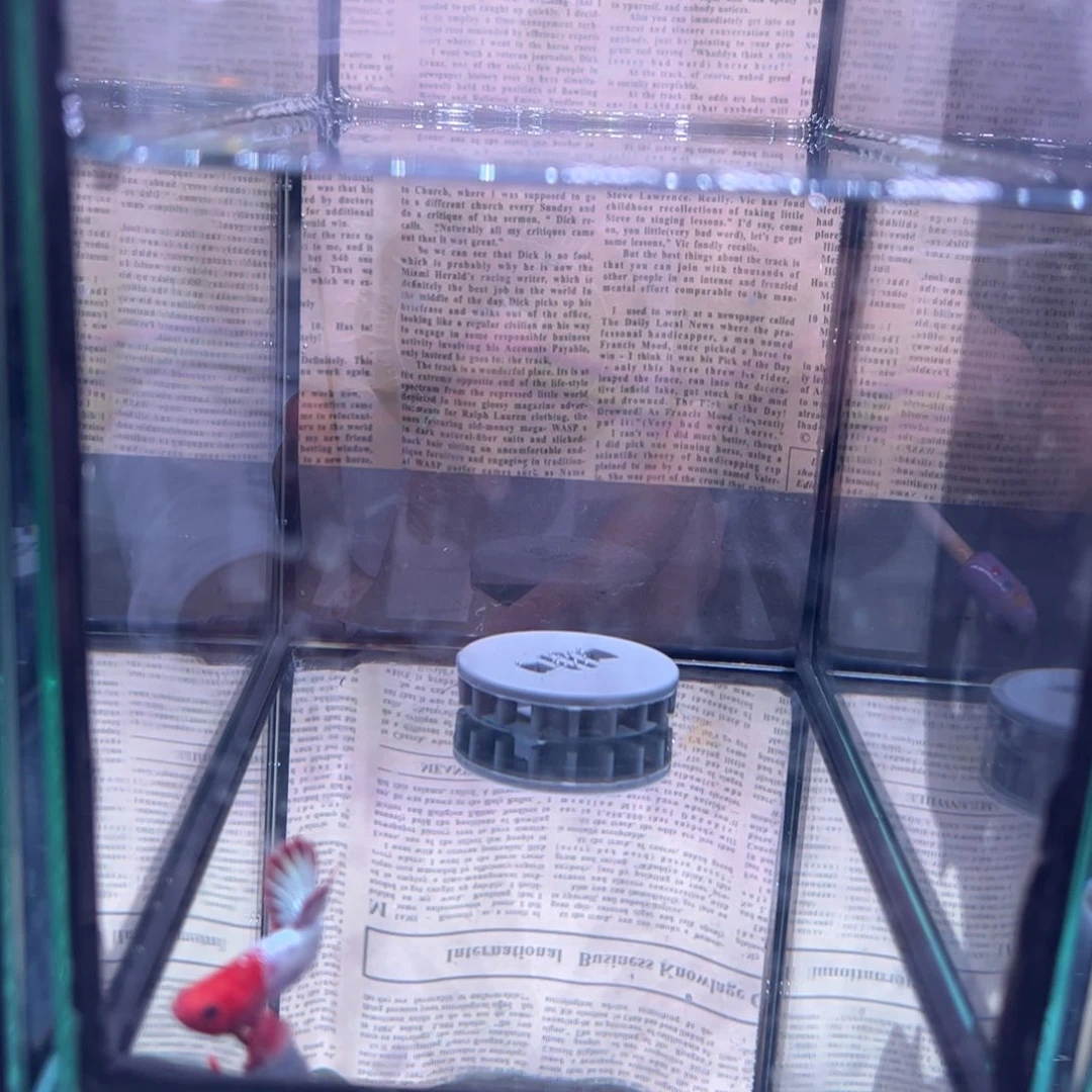 斗鱼泰国斗鱼95号