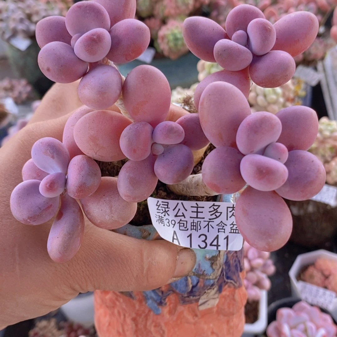 糖果桃蛋老桩10cm1341多肉植物