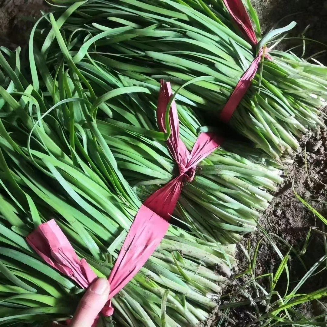 自家种植头茬新鲜韭菜山东蒙阴现割现发