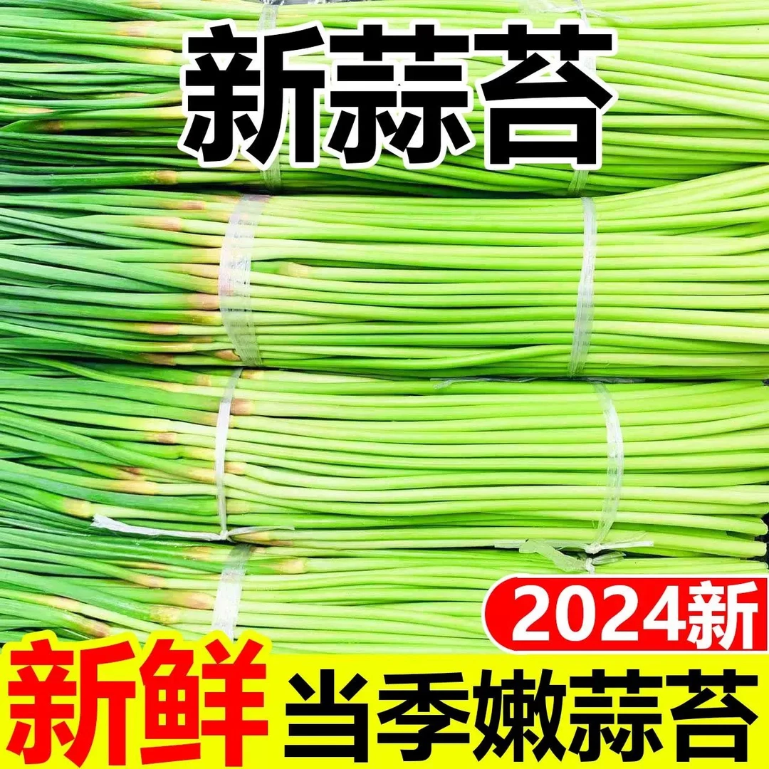 【新鲜蒜苔】新鲜蒜苔2024当季新蒜苔热销蒜苗蒜薹批发新鲜蔬菜