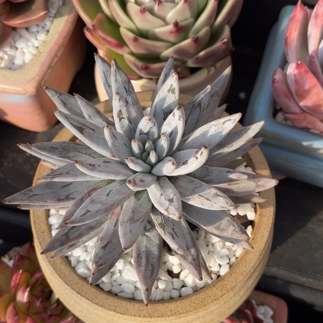 魔爪多肉植物盆栽多肉植物