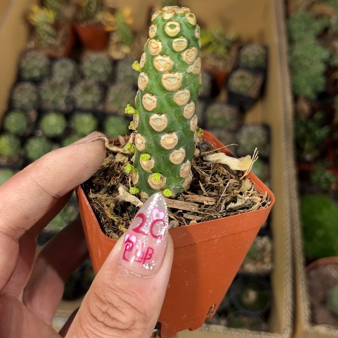 无刺霸王鞭有根发货有根