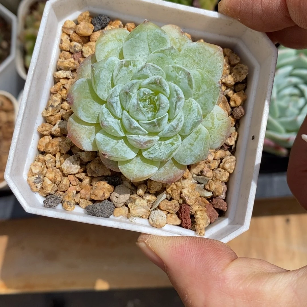 精品多肉一物一拍不包整79