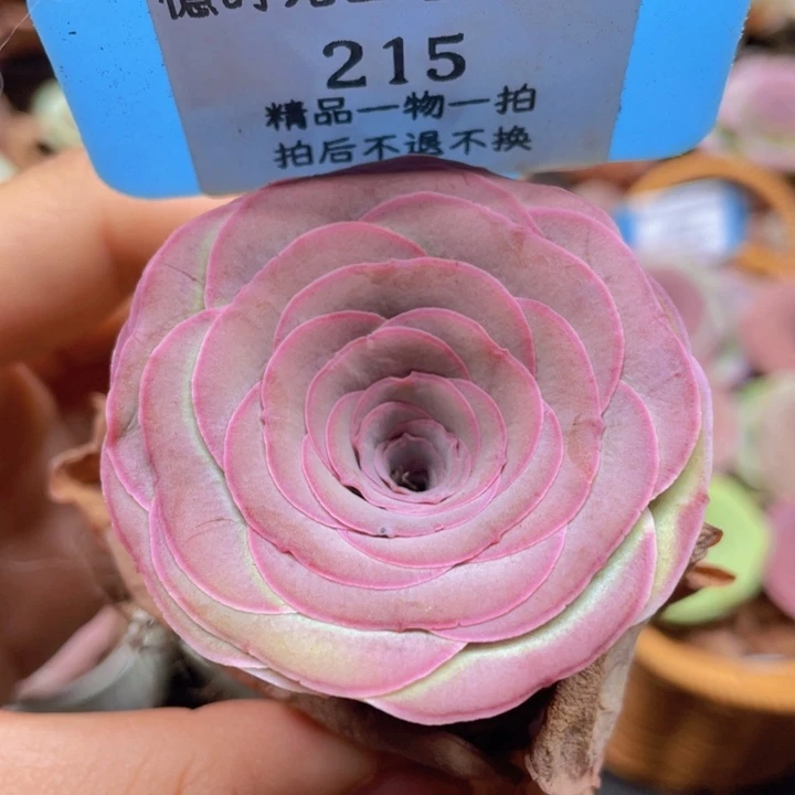 山地玫瑰215裸根发货不售后