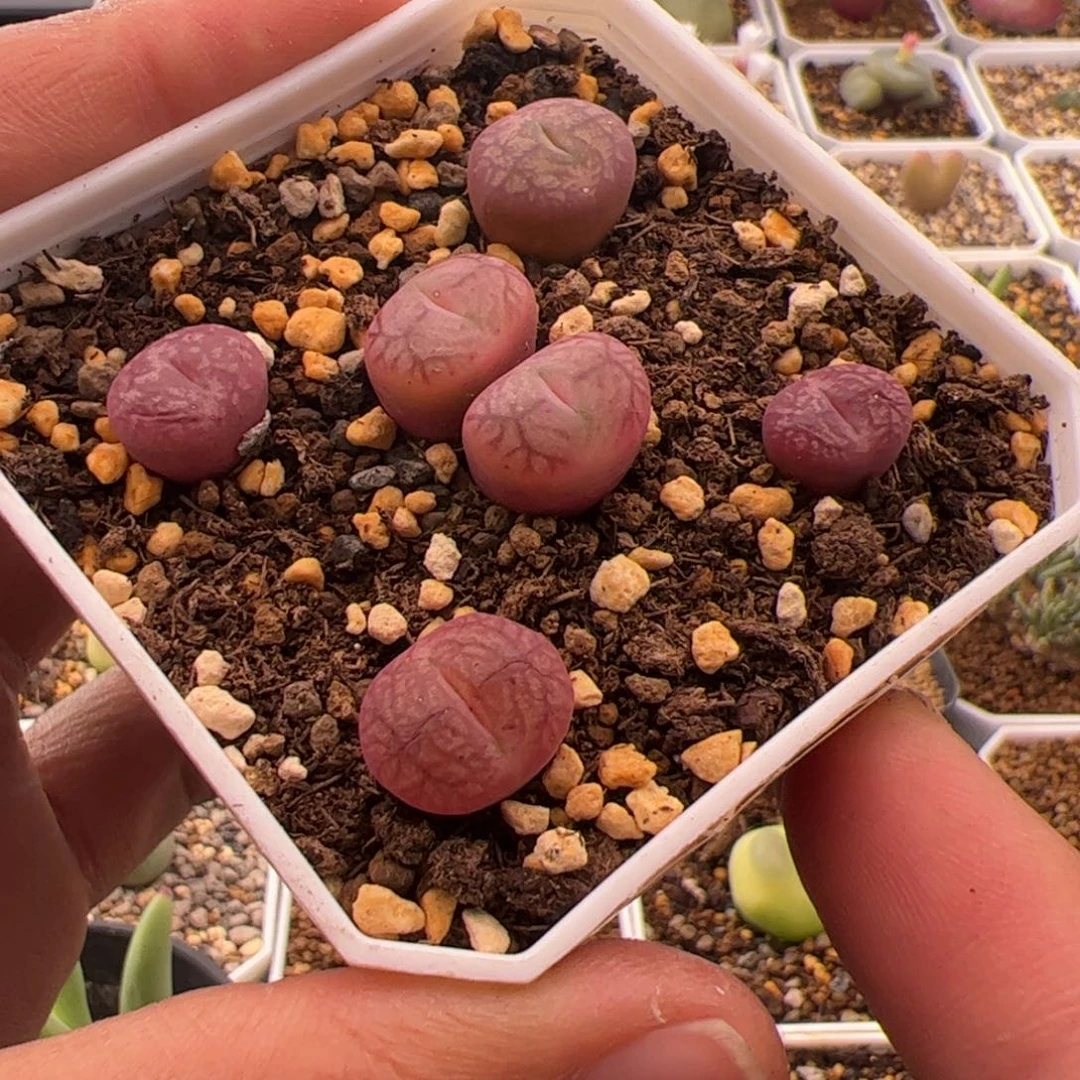 11.3毛杂多肉植物组合87