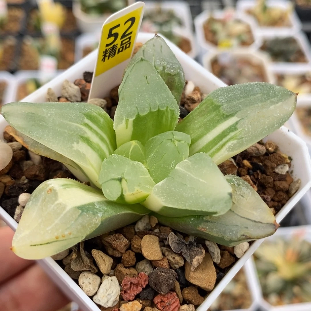 52冰城锦一物一拍