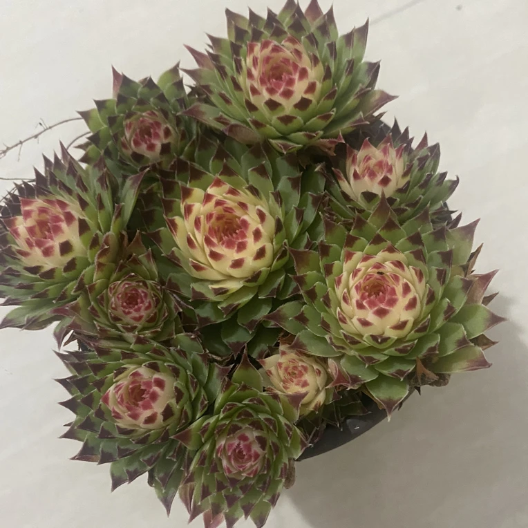 七彩红心观音莲多肉植物
