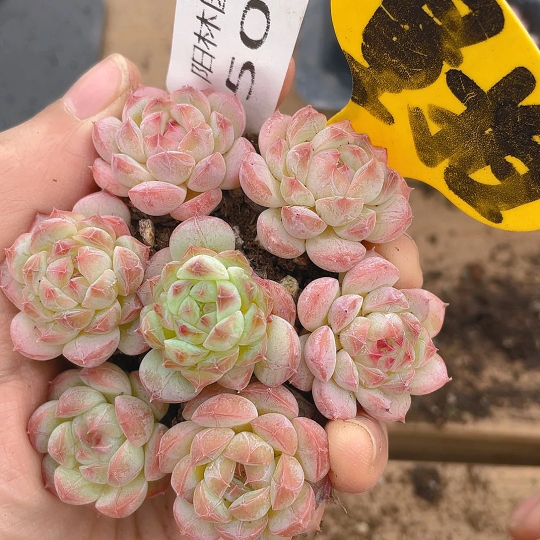 多肉植物多肉植物500
