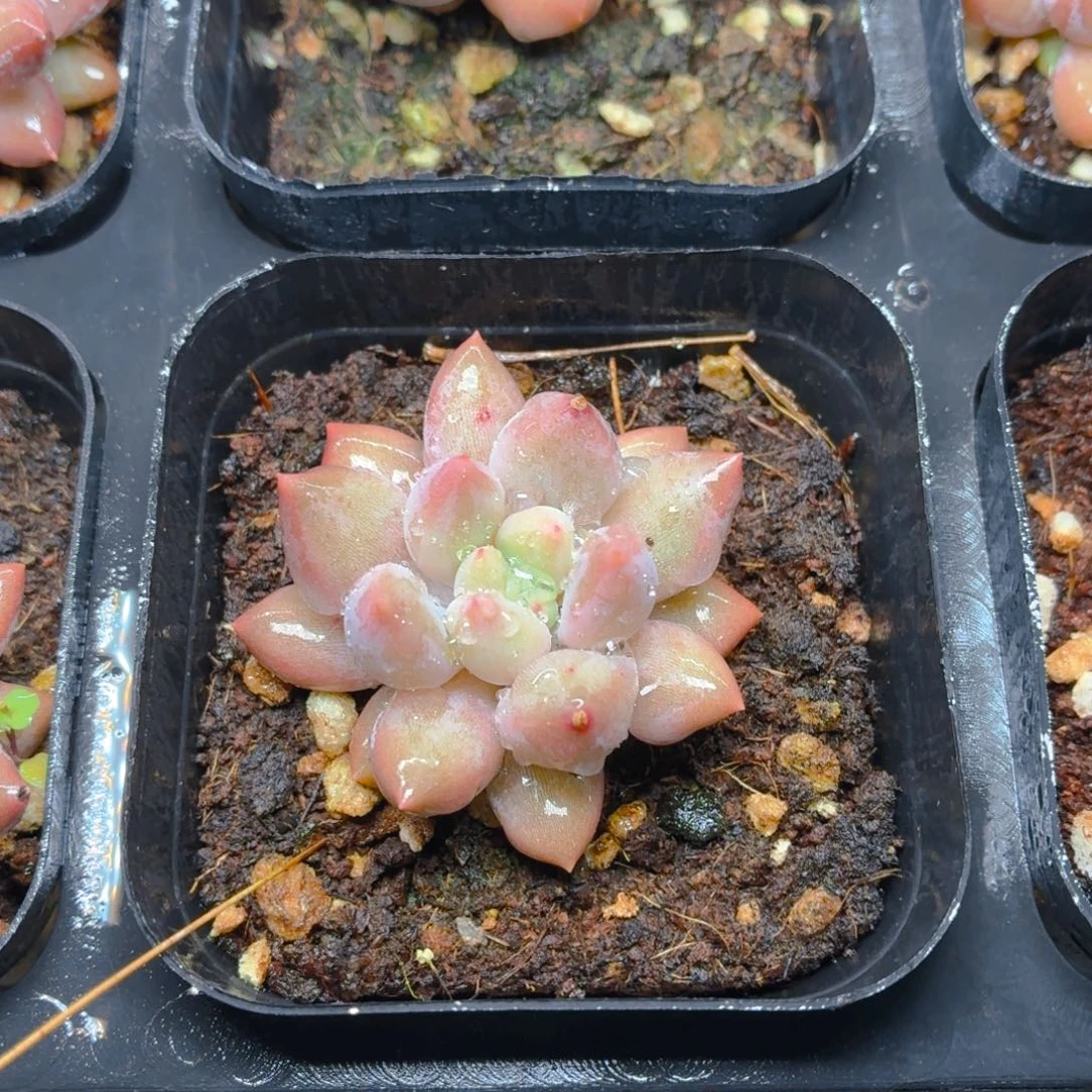 红蜻蜓多肉9.9包邮发货