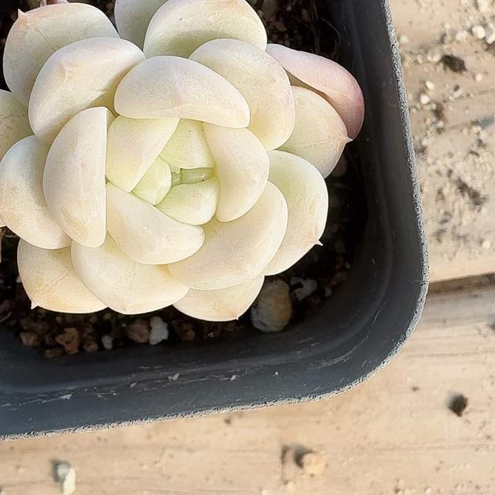 小*多肉植物满20包邮