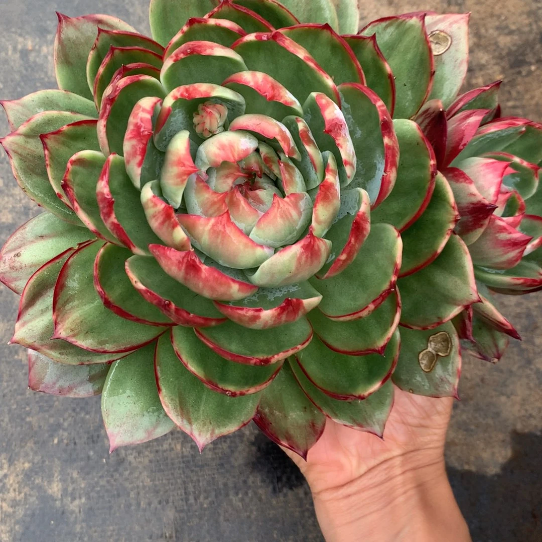 2101号多肉植物惊鸿，20