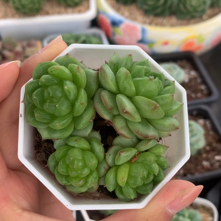 精控灯泡珍妮多肉