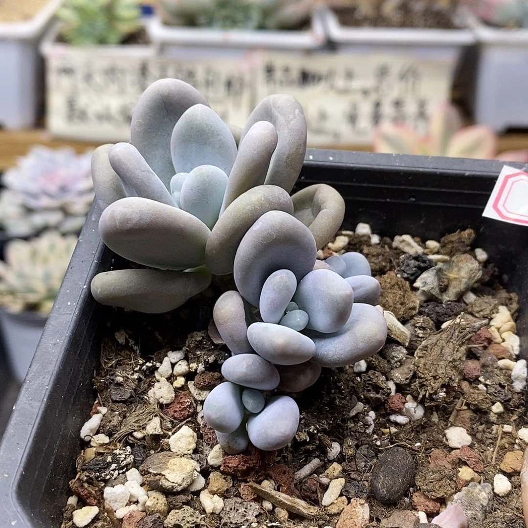 2781 文斯彤奶酪自然群