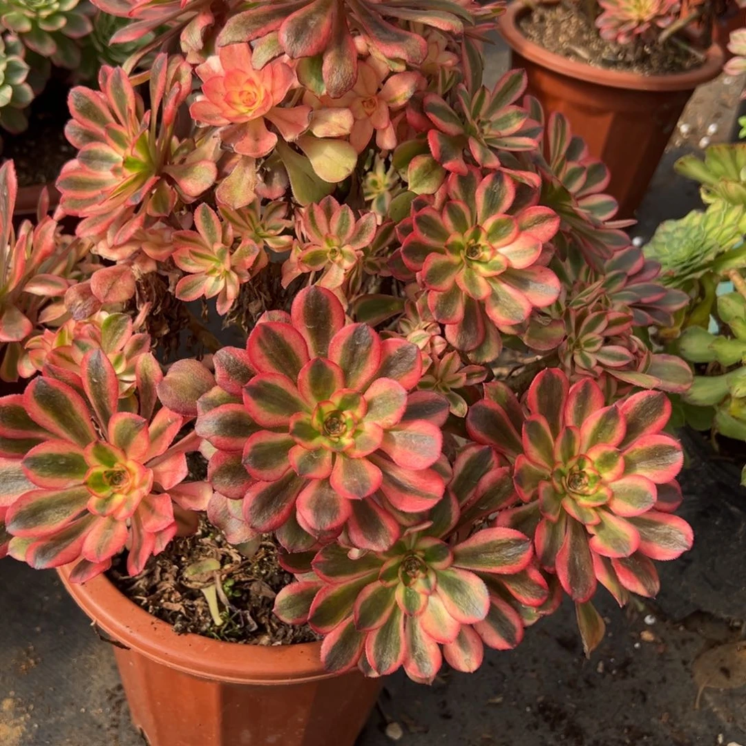 78初恋多肉嘻嘻嘻多肉