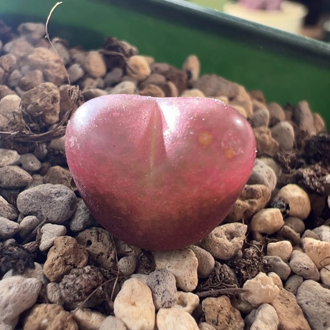 g06/红宝石。干疤福利