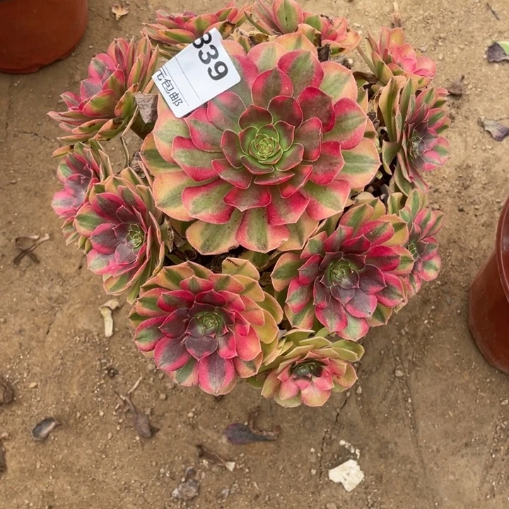 多肉植物雨荷法师839