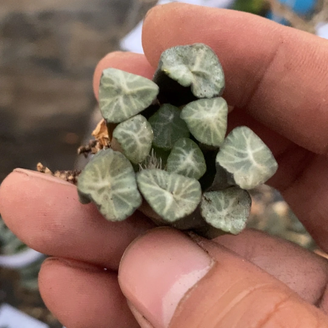 心***站2775 一颗福利。