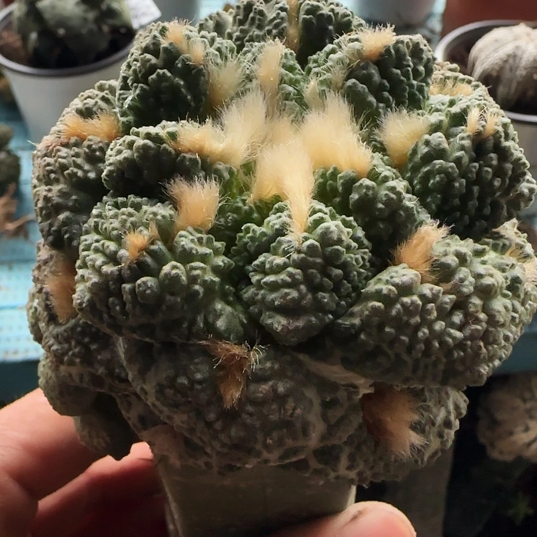 龟甲牡丹302仙人球开花