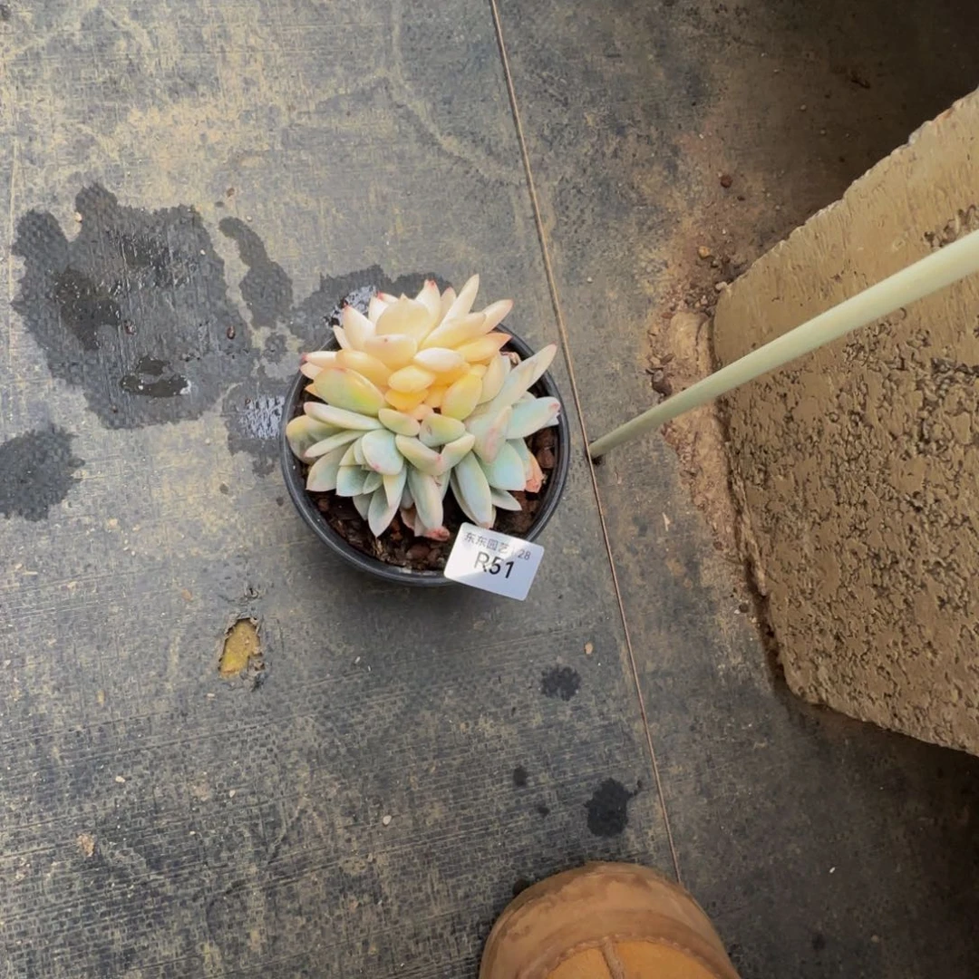 r r r r r r r r r r 51