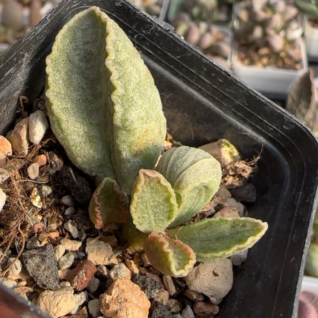 鲍鱼水泡多肉植物