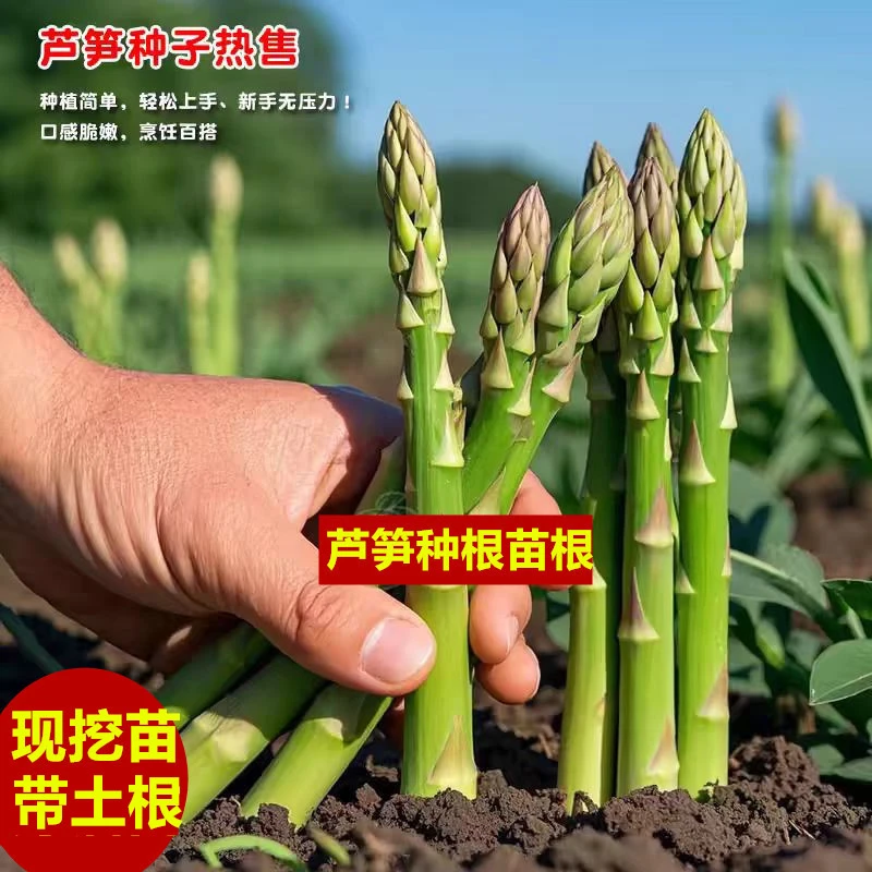 芦笋种子秧苗带土现发盆栽地栽洋葱四季蔬菜籽孑多年生紫芦笋白笋