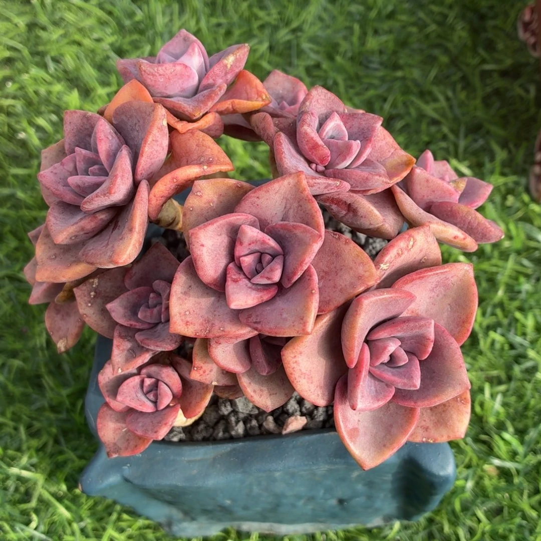 多肉植物 彩虹糖-4