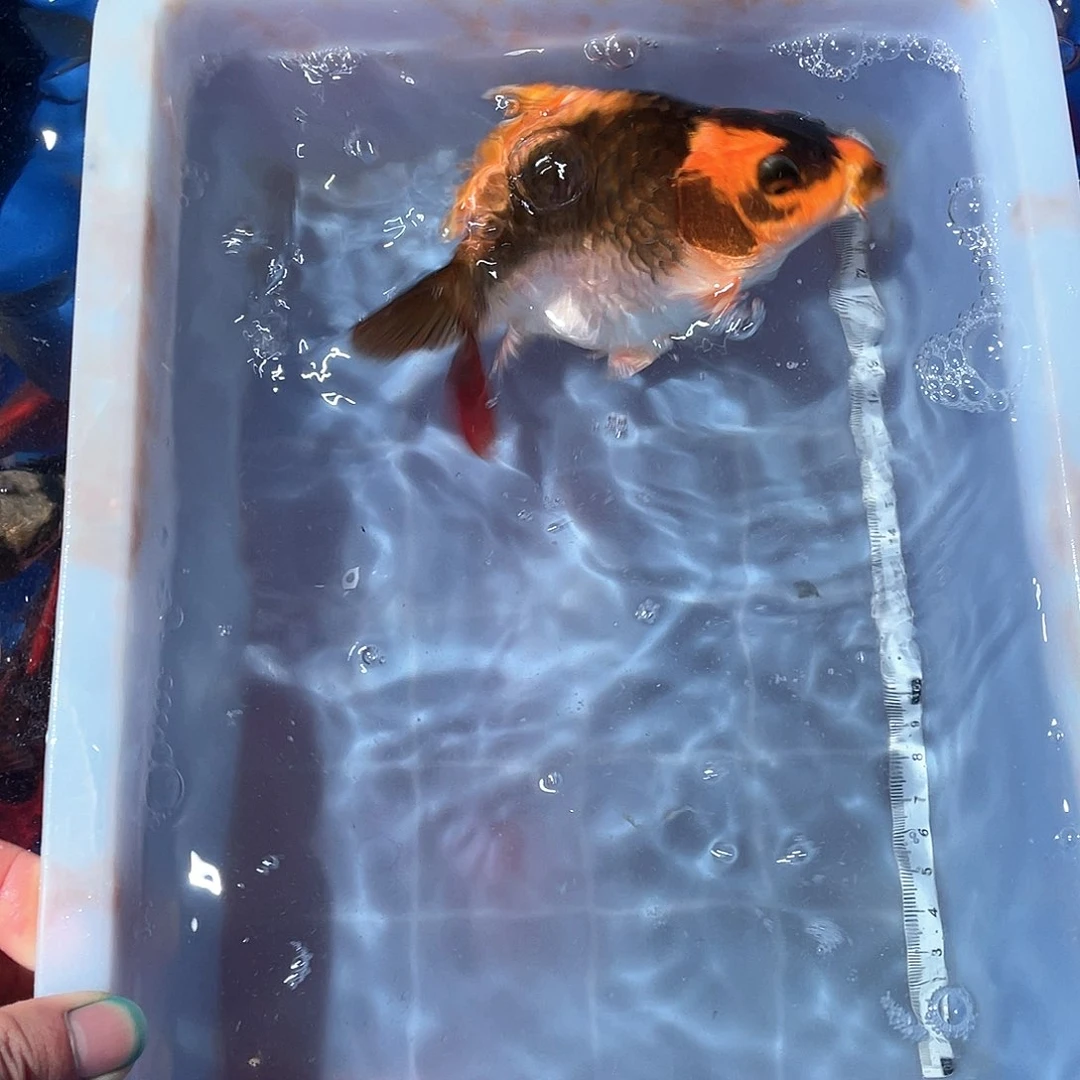 蝴蝶鲤渔场直发87