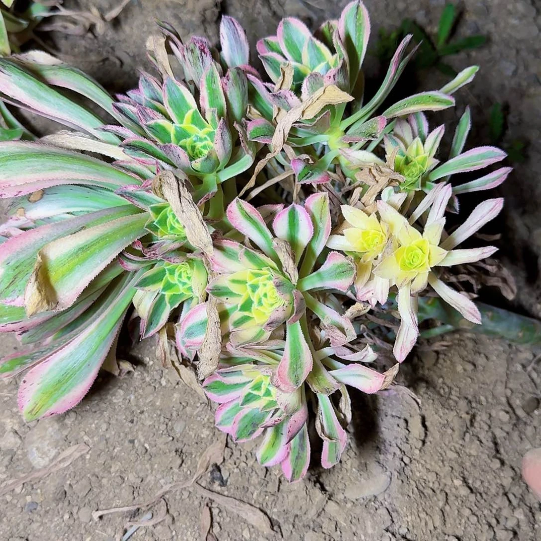 保时捷法师满20包邮