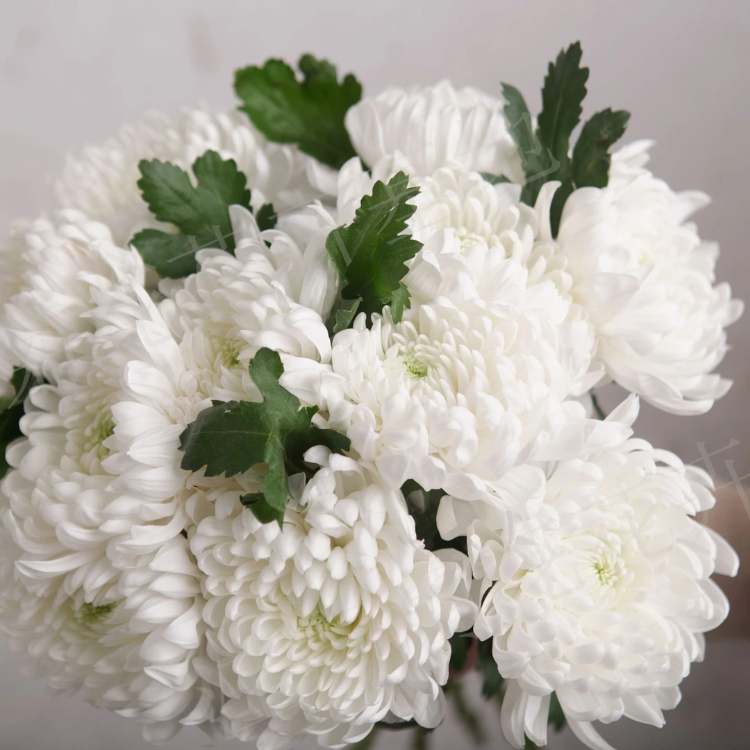 清明节菊花鲜切菊花新鲜菊花祭祀怀念菊花批发一箱基地直发