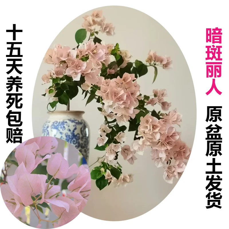 暗斑丽人(三角梅)原生大苗四季开花老桩爬藤植物