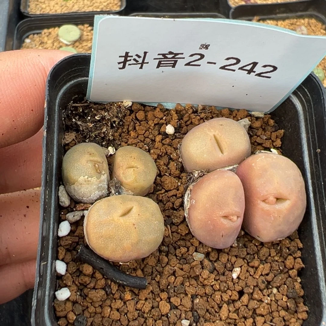 2-242肉锥多肉植物，
