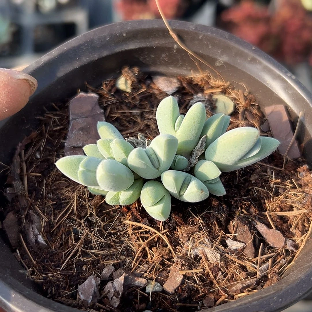 多肉植物多肉植物