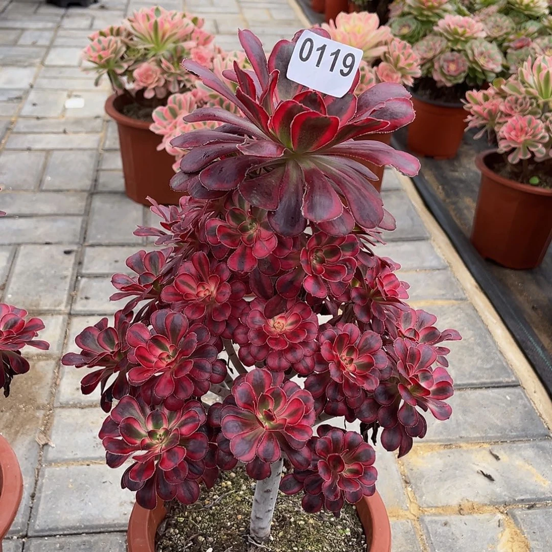 0119香奈儿4444冠服24左右