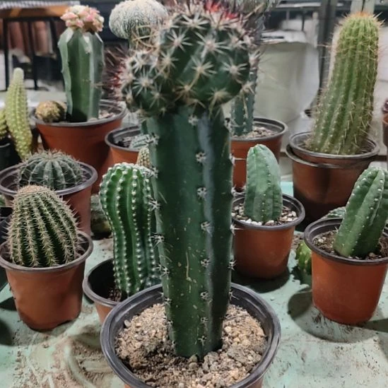 仙人球袖普苗接林氏换虾双头