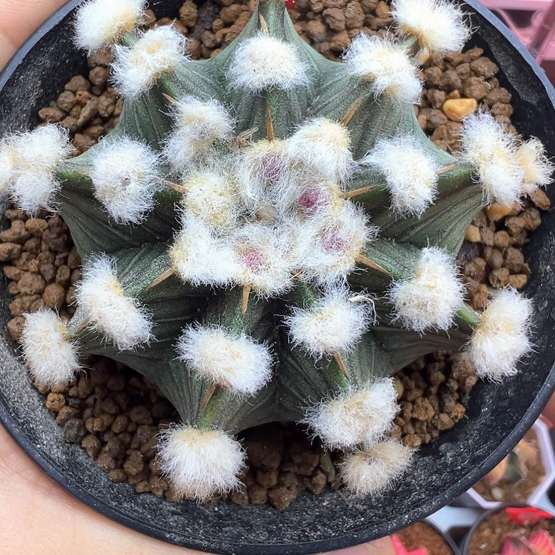 翠*啊23-高绒肋骨带盆土发货