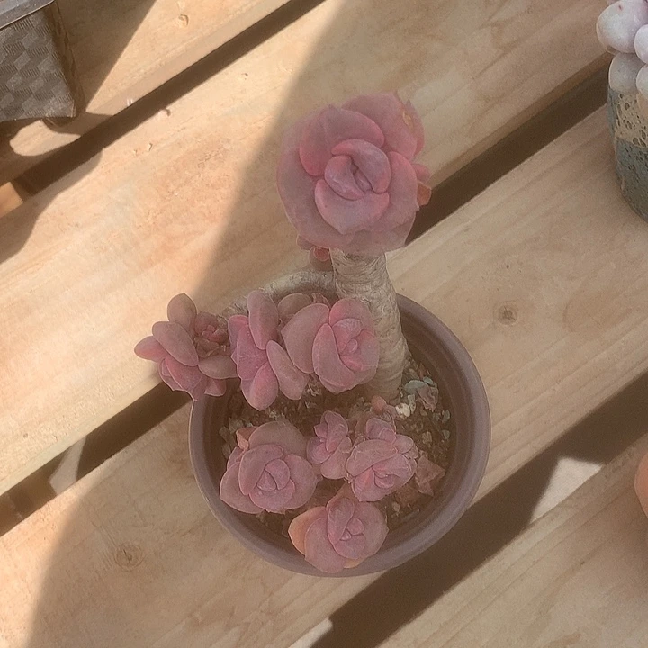 *****痛苦偷摸我摸鱼我哦哦哦