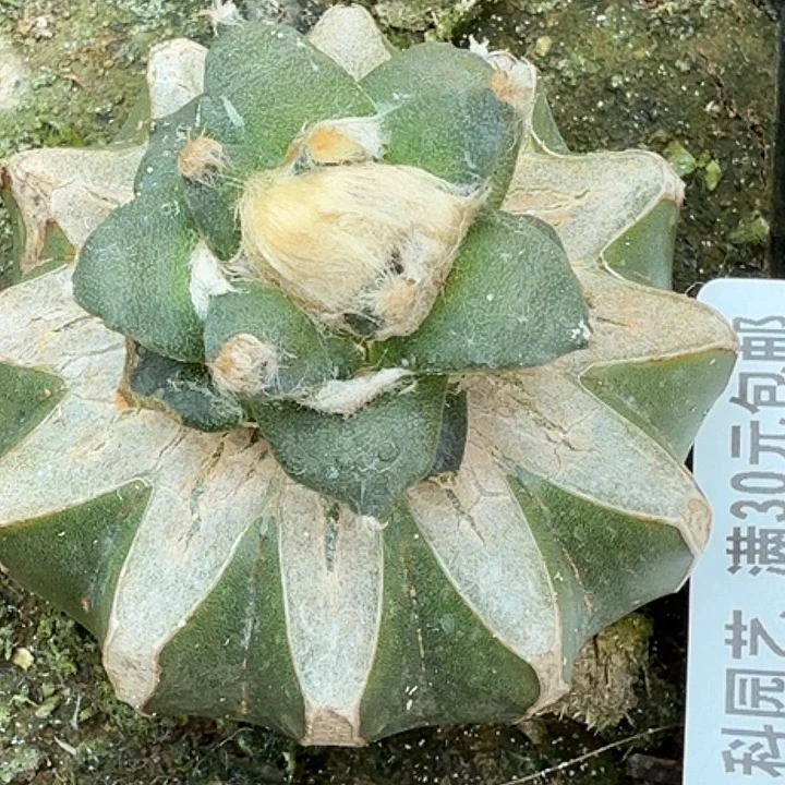 8***6无花朵苗接牡丹苗790