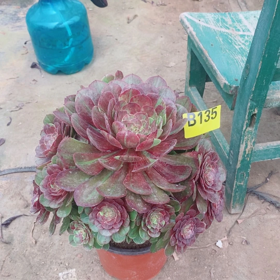 花月夜多肉法师135