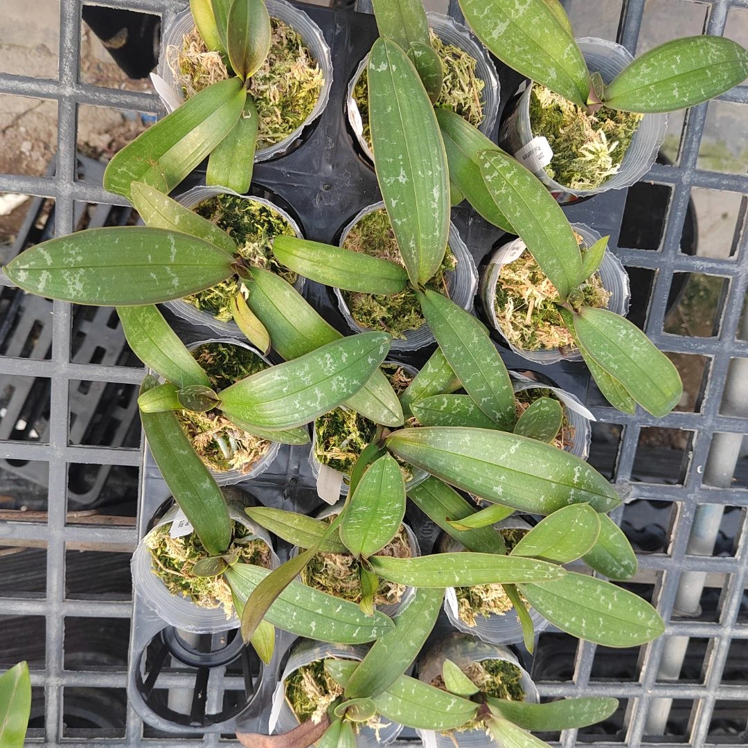 2.5寸 888香黄史-苗 少根微瑕 珍奇蝴蝶兰