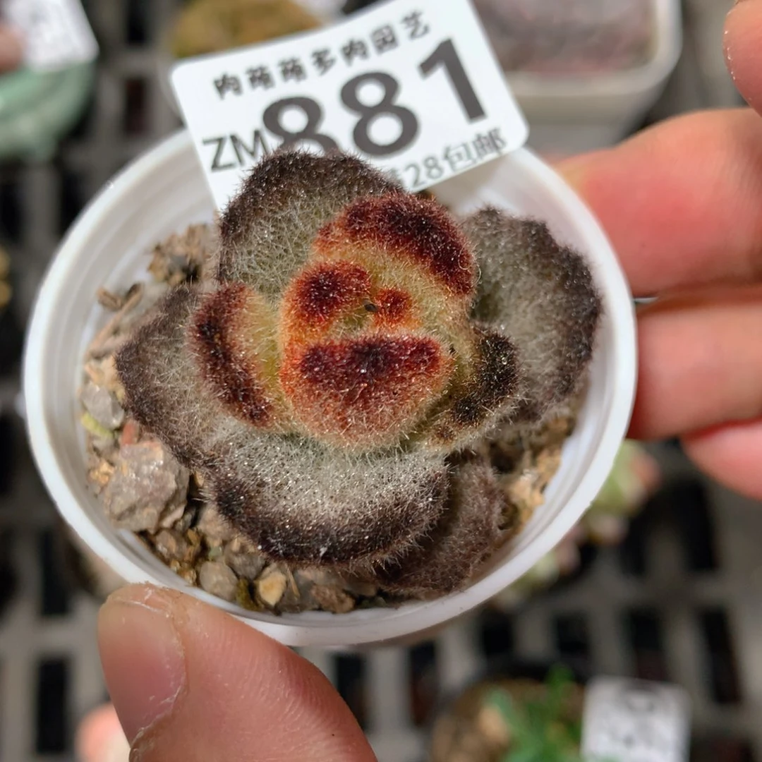 5CM拇指盆精控多肉ZM881