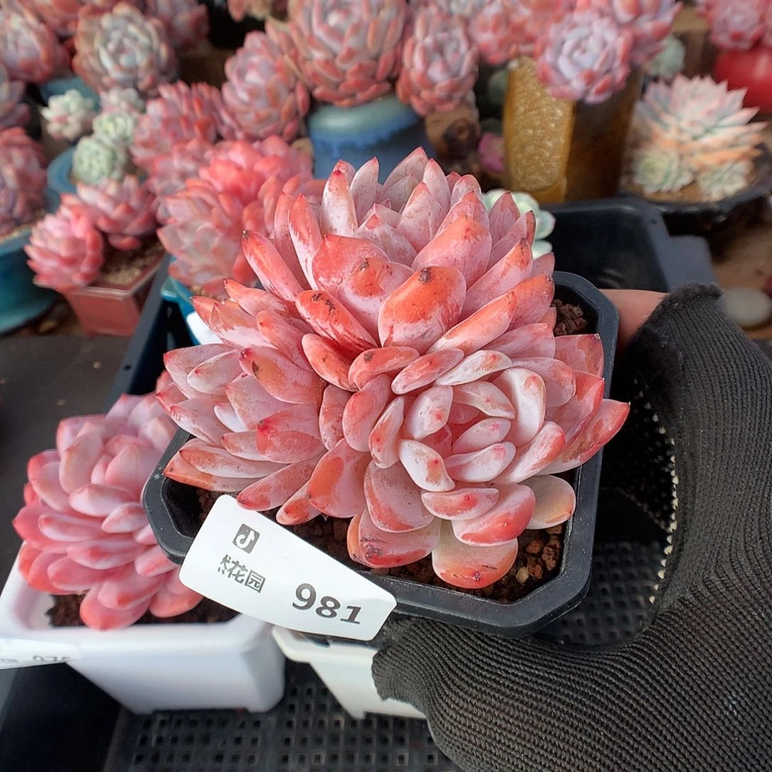 981雪天使多肉植物66663